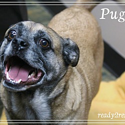 Thumbnail photo of Pugsley #2