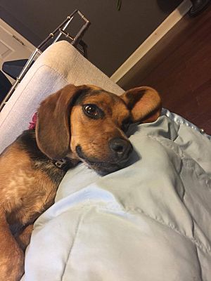 Memphis Tn Beagle Meet Sophie Beagle A Pet For Adoption