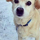 Beagle Puppies Beagle Rescue and Adoption Near You
