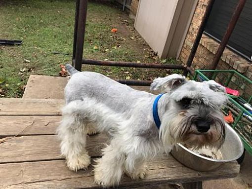 Longview Tx Miniature Schnauzer Meet D B Cooper A Pet For Adoption