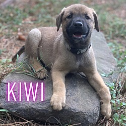 Thumbnail photo of Kiwi #1