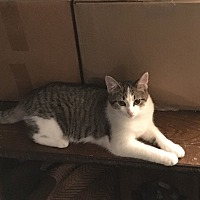 adopt a pet