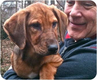 Buffalo Ny Bloodhound Meet Ava 4 Months A Pet For Adoption