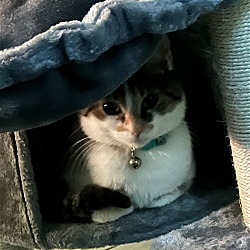 Thumbnail photo of Suki - Tiny cat - Center #4