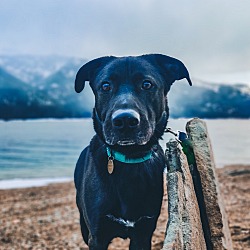 Photo of Ayo *WAITING FOR A FAMILY FOR TWO YEARS!*