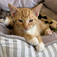adopt a pet