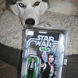 Thumbnail photo of Han Solo #2