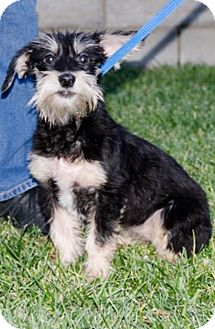 miniature schnauzer dachshund