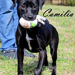 Thumbnail photo of Camilia~adopted! #3