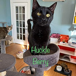 Photo of Huckle