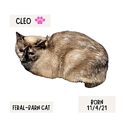 Photo of CAT-Cleo