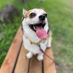 Photo of Taco