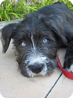 Van Nuys, CA - Border Terrier. Meet Mandy a Dog for Adoption.