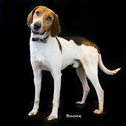Photo of Boone