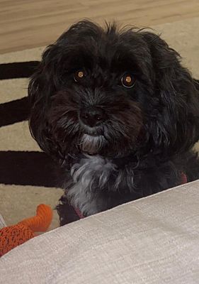 Miramar, FL - Cavapoo/Poodle (Standard). Meet Zola a Pet for Adoption ...