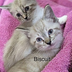 Photo of Biscuit - Cookie Litter