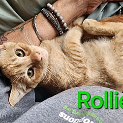 Thumbnail photo of Rollie #1