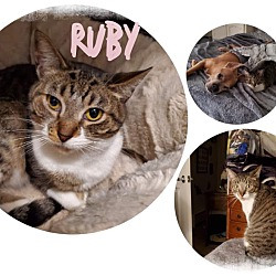 Thumbnail photo of Ruby #2