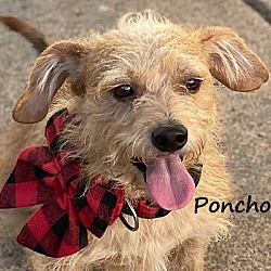 Thumbnail photo of Poncho #scruffy-hound #1