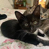 adopt a pet