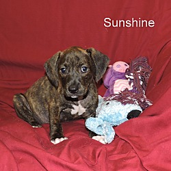 Thumbnail photo of Sunshine #4