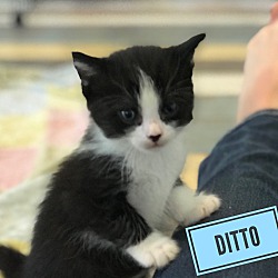 Thumbnail photo of Ditto #2
