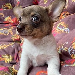 Thumbnail photo of Cute Puppy Eyes! #2