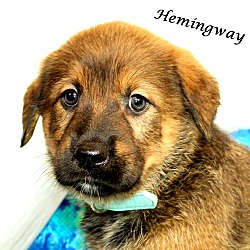 Thumbnail photo of Hemingway~adopted! #4
