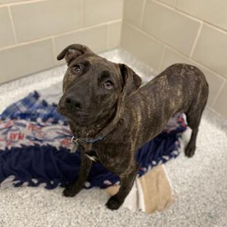 puppy playgroup petsmart