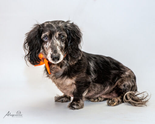 Tyler Tx Dachshund Meet Daisy A Pet For Adoption