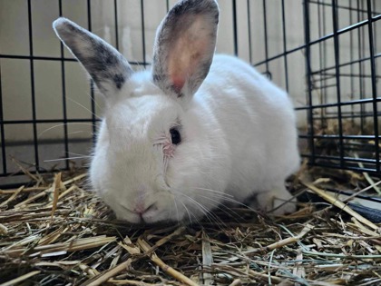 Photo of Tinsel    Rabbit #140