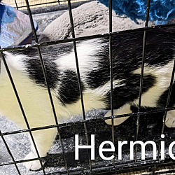 Thumbnail photo of Hermoine #4