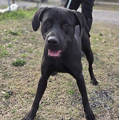 Fort Myers, FL - Labrador Retriever/Mixed Breed (Medium). Meet Clifford ...