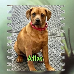 Photo of Atlas