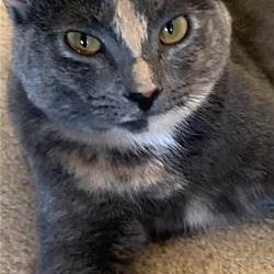 Thumbnail photo of ZOEY - Lovely Gray/pink - Calico kitty! #1