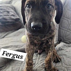 Photo of Fergus