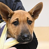 adopt a pet
