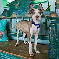 adopt a pet