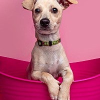 adopt a pet
