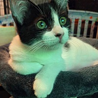 adopt a pet