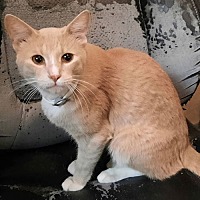 adopt a pet