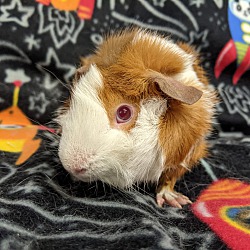 Thumbnail photo of Tootsi #2
