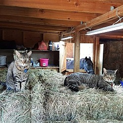 Photo of Barn cats