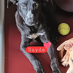 Photo of Sayde