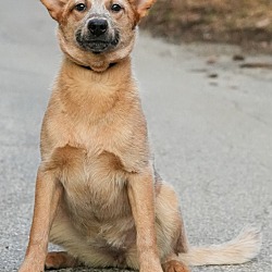 Thumbnail photo of Cattle Dog Cassie #2