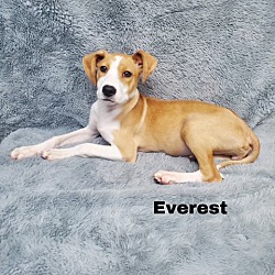 Thumbnail photo of Everest #1