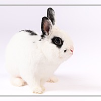 adopt-pet