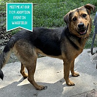 adopt a pet