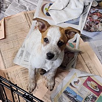 adopt a pet