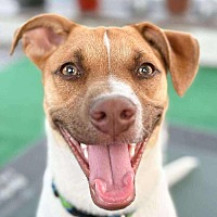 adopt a pet